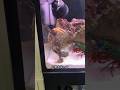 海のボクサー