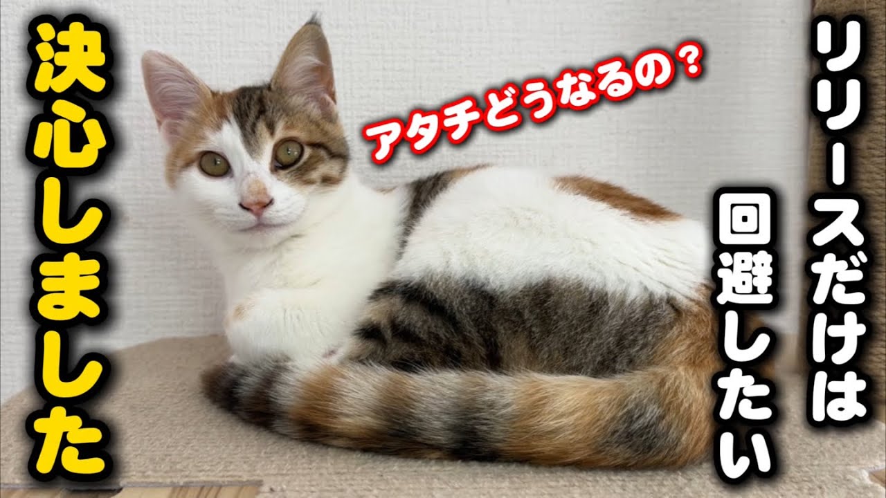 The kitten's time limit is approaching he has renewed his