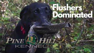 Flushers Dominated on this Day of Grouse Hunting! by Pine Hill Gun Dog Training 65 views 1 year ago 30 seconds