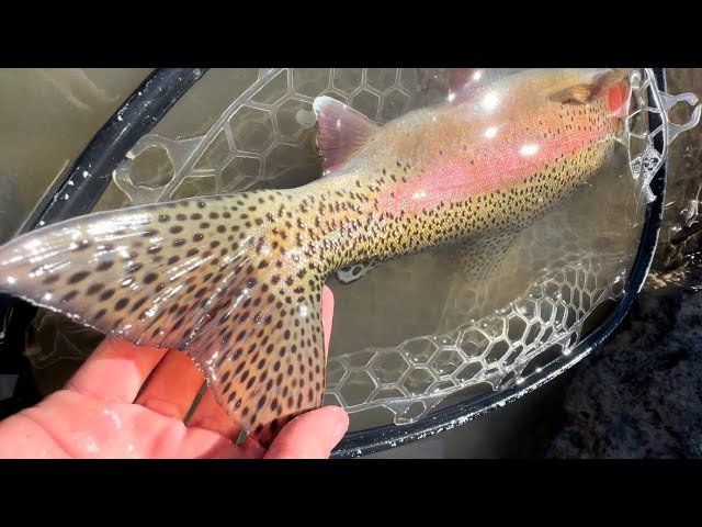 Cold Water TROUT Fishing with Hookup Baits - Day 2 