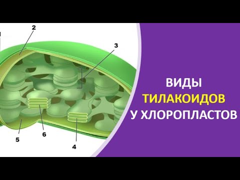 11. Виды тилакоидов у хлоропластов