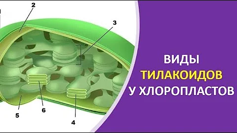 11. Виды тилакоидов у хлоропластов