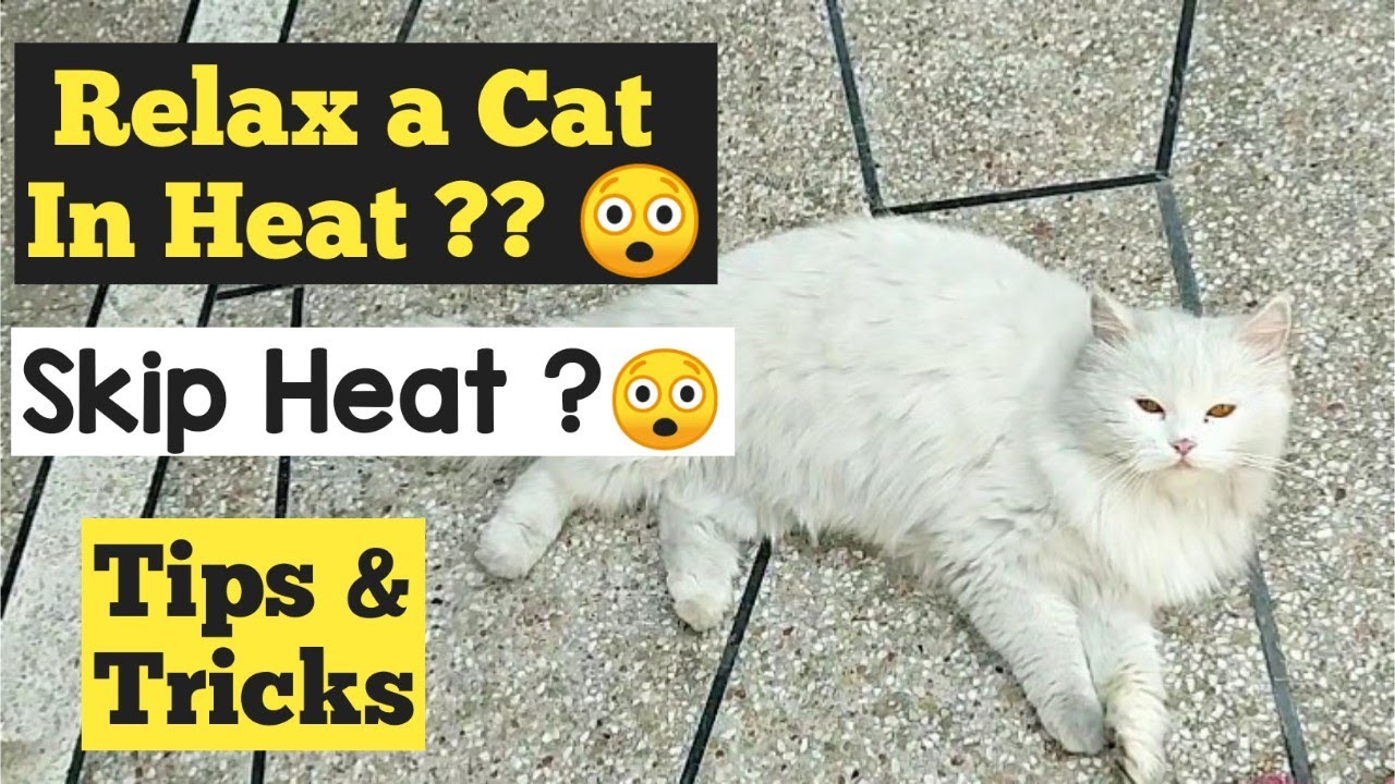 How to Calm a Cat in heat How to deal with a cat in heat Stop Cat