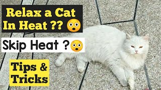 How to Calm a Cat in heat | How to deal with a cat in heat | Stop Cat from heat | Urdu/hindi