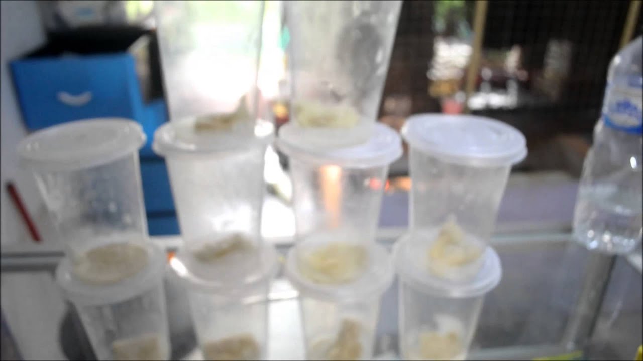 MICROWORM FOR SALE FOOD FOR BETTA FISH FRY YouTube microworm-for-sale-food-for-betta-fish-fry-youtube