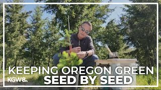 Here's how the Oregon Department of Forestry uses grafting technique to preserve forests