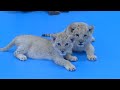 Extremely rare golden tiger quadruplets born in east China zoo