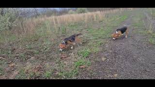 Skyview's Beagles Sky & Tracy Running In A Rough A Area