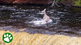 Deer survives 50-foot drop down waterfall