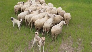 ÇOBANSIZ SÜRÜDEKİ YAVRU KÖPEKLERİN KOYUNLARI KORUYUŞUNA HAYRAN KALDIM