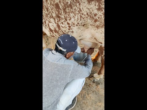 Man Milking Cow in India | Gir Cow Milking Process