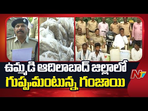 Adilabad District : ఉమ్మడి ఆదిలాబాద్ జిల్లాలో గుప్పుమంటున్న గంజాయి | NTV Telugu - NTVTELUGU