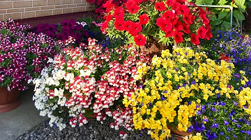🌸🌺Великолепный цветок НЕМЕЗИЯ🌺нюансы черенкования🌺новые сорта🌺🍁