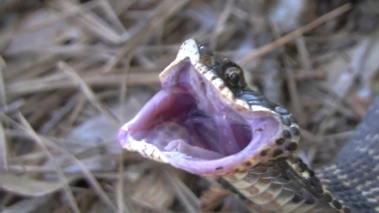 lizards thicket menu Southern Field Herping 7/1/2018