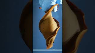 Horn Shark Egg - The Weirdest Animal Egg On Earth