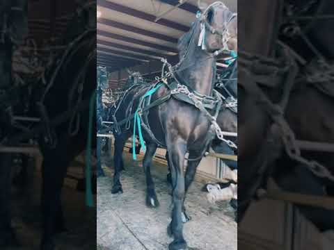 Video: Percheron atları haradandır?