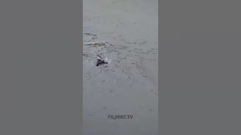 Wyszedł z domu w czasie powodzi. Został porywany przez prąd wody! Polska wielka woda