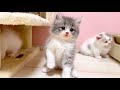 【マンチカンの子猫】本日の子猫達の様子を邪魔しながら見ている件 ～猫のいる生活Vol.1077～出産動画 マンチカン短足・ミヌエット・ペルシャ猫専門ブリーダー『ペット蔵人』【子猫の成長記録】