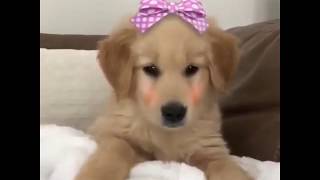 World's cutest dogs compliation video. The best drug are cute dogs....