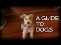 A Guide To Dogs: The Lakeland Terrier の動画、YouTube動画。