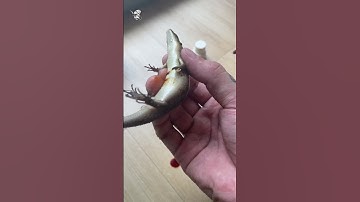 Cứu Bé Rắn Mối mém Chết #shorts