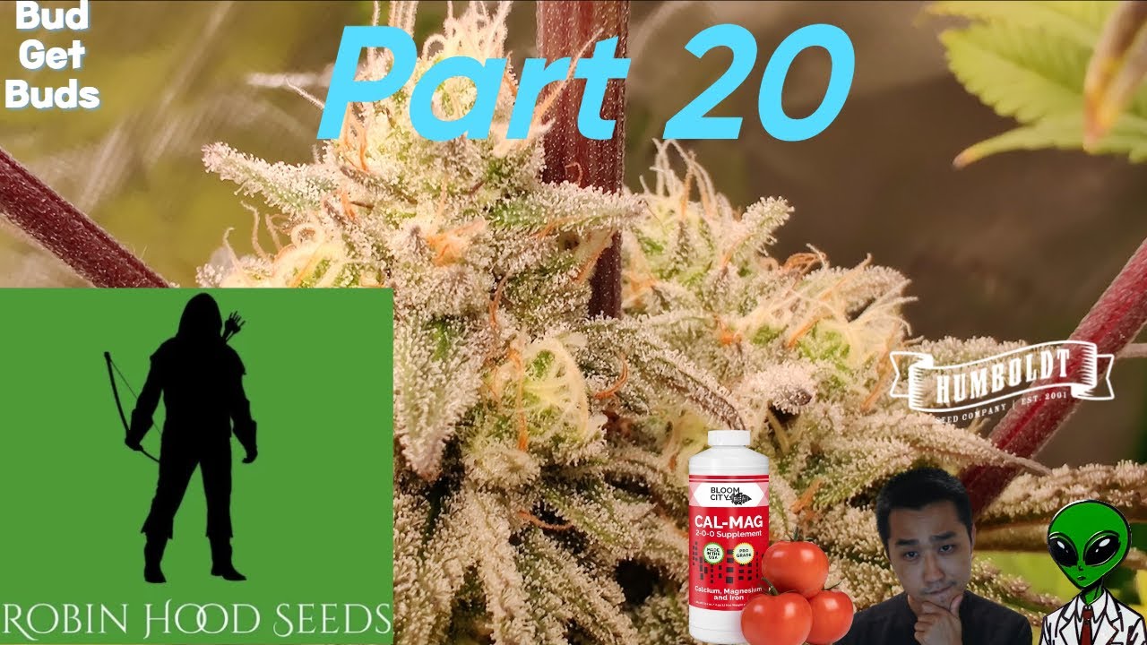 Seed to Harvest Part 20(Robinhood VS Humboldt Seed Company VS Atlas Seeds).