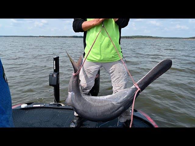 Watch Proper Handling of Paddlefish on YouTube.