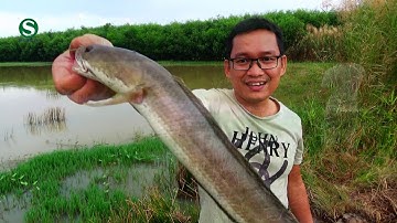 Câu cá lóc | Thư giãn buổi chiều cũng sướng tay | Fishing Lure | Sắc Màu VN