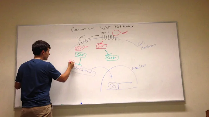 Canonical Wnt Signaling Pathway
