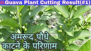 How to Take Cuttings of Guava Plant's Result Live Demo(Get Lot Of Fruits After 6 Month)