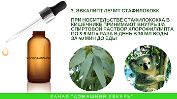 Что лечит эвкалипт? - Домашний лекарь - выпуск №221