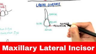 Anatomy of Maxillary Lateral Incisor  Tooth Morphology