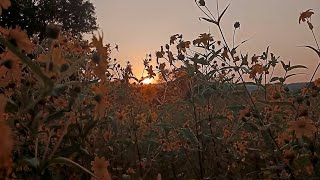 Nature sunlight Effect//Video Stock Footage //No Copyright//🌞