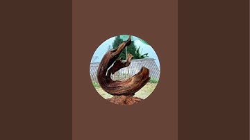 MỸ NGHỆ HOÀ KHANG ☎️ 0375.34.8868  || GỖ LŨA TỰ NHIÊN