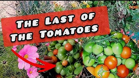 The Last of The Tomatoes | #growyourownfood #backyardgarden 