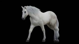 White Horse Walk Animation