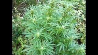 tips for growing marijuana indoor and outdoor