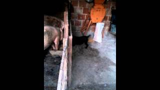 Nlt Vidra Mlata X Lara