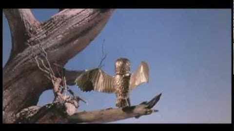 1988 Bubo