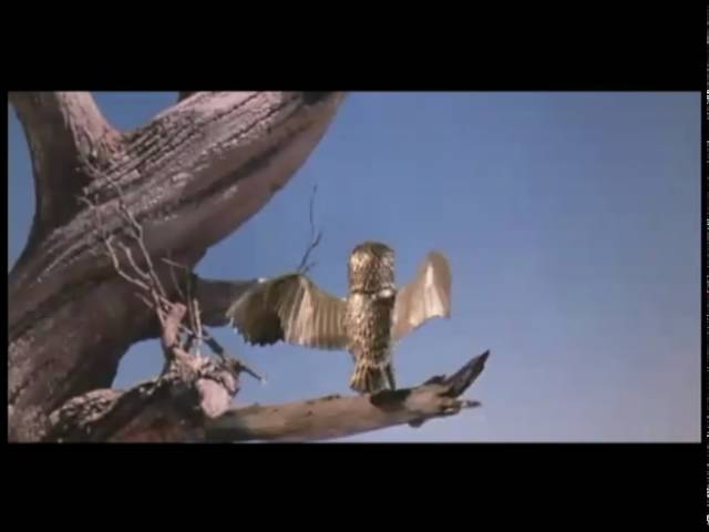 CLASH of the TITANS (1981): Bubo the Mechanical Gold Robot Owl vs The  Kraken (alternate ending) 