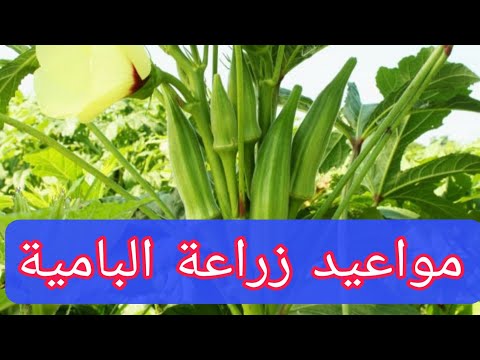 متى تزرع البامية في مصر