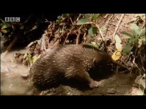 Rare wild footage of giant spiny anteater and cute baby Australian animals - BBC wildlife