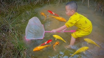 Bắt cá vàng tuyệt vời trong ao nhỏ, cá cảnh, cá chạch, cá hề, cá bảy màu, cá vàng, cá chép koi