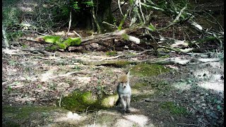 Pongo una CAMARA en una GUARIDA y me encuentro con ESTO!!!