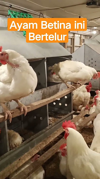 Ayam Broiler #Pedaging Bertelur