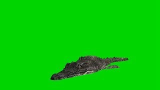 Crocodile Alligator swims - royalty Free Green Screen 7