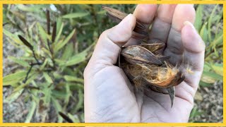 SURPRISED with Results growing OLEANDER from SEEDS ?
