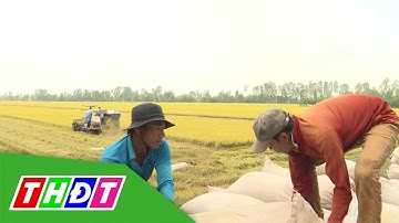 Lựa chọn bền vững cho canh tác vụ hè | Tái cơ cấu nông nghiệp | THDT