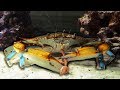 Giant crab decides to stay in my aquarium after I finally decided to give it a real proper meal!