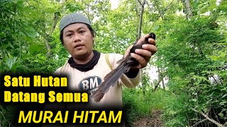 Sekali Bunyi,Burung Sehutan Berdatangan.Mikat Burung Murai Hitam,Murai Irian,Murai Papua